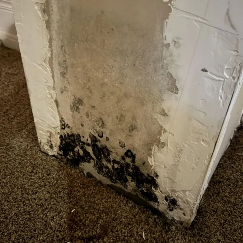 Professional Mold Removal in Batesville, TX